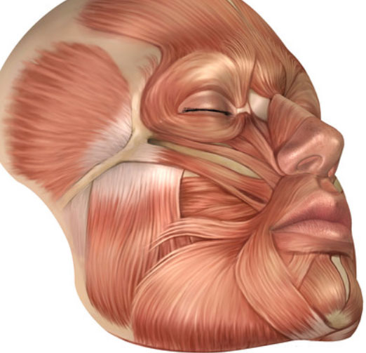 Train your face by chewing. The facial muscles determine our appearance. They need to move to stay in shape. The skin is attached to these muscles and if they become saggy, we get wrinkles. 