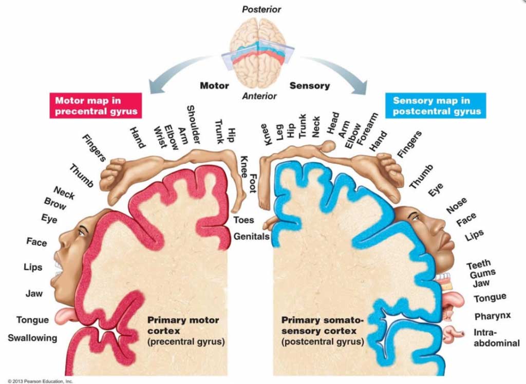 How the brain perceives the body and how the body looks are two completely different things. For example, the brain enlarges the mouth and hands.