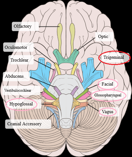 Twelve cranial nerves of the brain. The five marked nerves are connected to the oral cavity, including the largest Trigeminal.