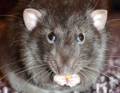 Rats can cope with stress by chewing. There is much evidence that people can use the same strategy