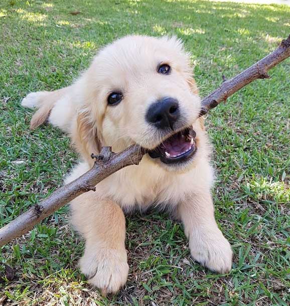 Chewing makes us happy. Not only does the man get happy by chewing, but also the dog.