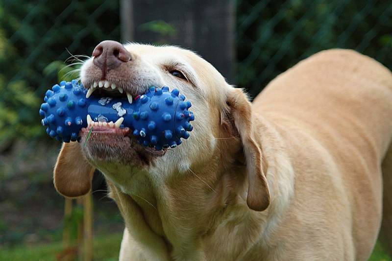 Other animals use the jaw to control feelings too.